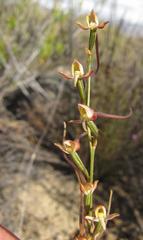 Disa salteri