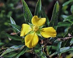Ludwigia elegans