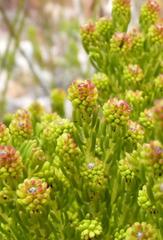 Leucadendron teretifolium