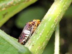 Homalodisca ichthyocephala