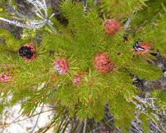 Leucadendron teretifolium