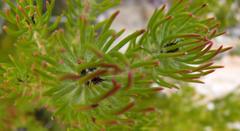 Leucadendron teretifolium