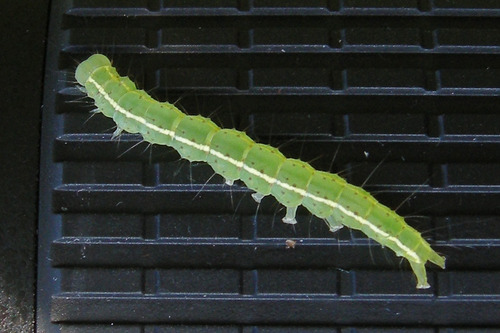 Gray-edged Bomolocha