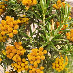 Helichrysum tenuifolium