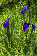 Iris laevigata