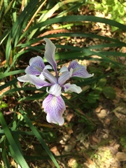 Iris longipetala