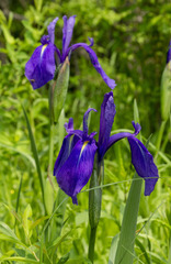 Iris laevigata