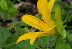 Hemerocallis middendorffii