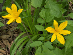 Hemerocallis middendorffii