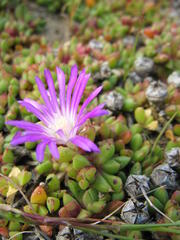 Disphyma dunsdonii
