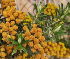 Helichrysum tenuifolium