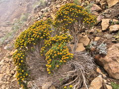 Helichrysum tenuifolium
