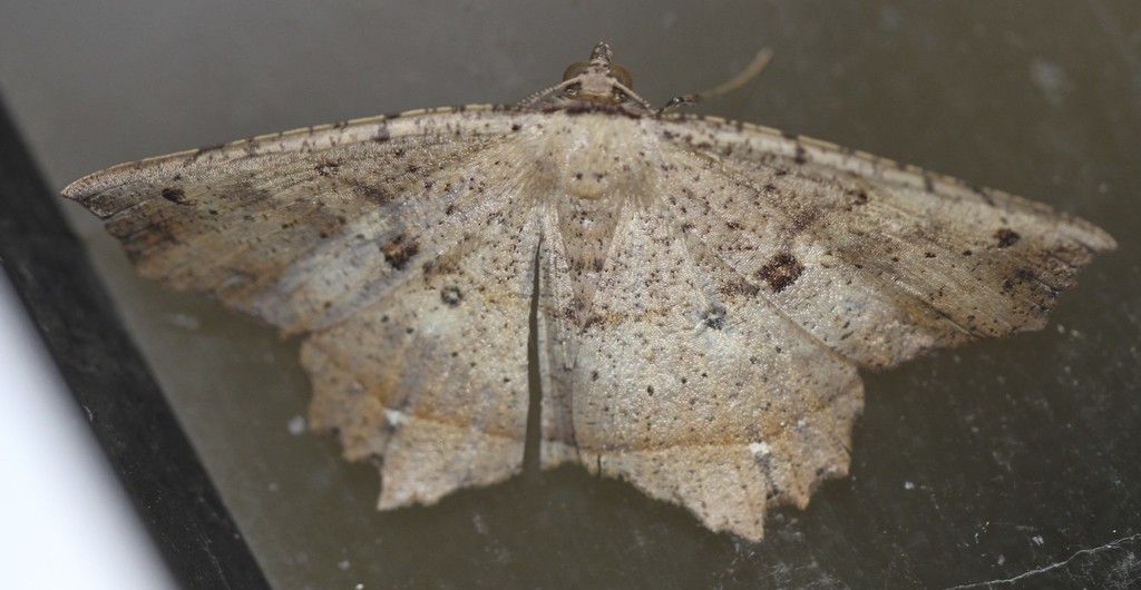 Polyacme subpulchra