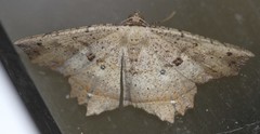 Polyacme subpulchra