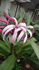 Crinum × amabile