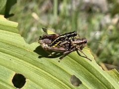Buckellacris hispida