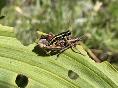 Buckellacris hispida