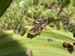Buckellacris hispida