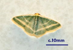 Mixocera frustratoria