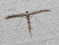 Cosmoclostis aglaodesma