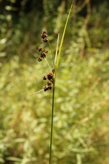 Scirpus atrovirens