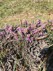 Calluna vulgaris