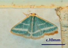 Mixocera frustratoria