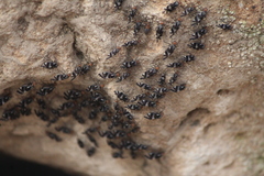 Cerastipsocus trifasciatus