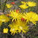 Drosanthemum flavum - Photo (c) Nick Helme, algunos derechos reservados (CC BY-SA), subido por Nick Helme