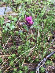 Castilleja parviflora olympica