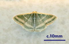 Mixocera frustratoria