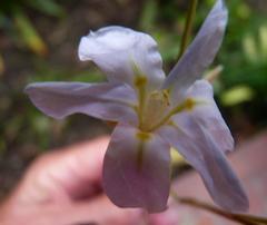 Moraea polyanthos
