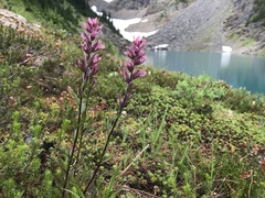 Castilleja parviflora olympica