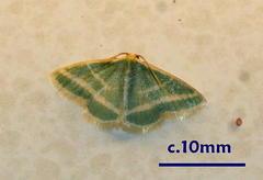 Mixocera frustratoria