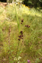 Scirpus atrovirens