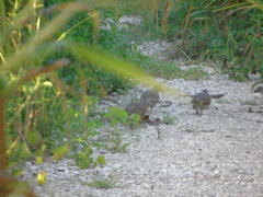 Columbina talpacoti