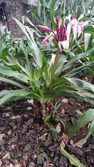 Crinum × amabile