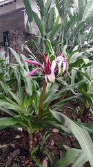 Crinum × amabile