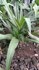 Crinum × amabile