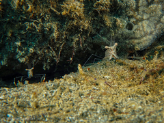 Cuapetes tenuipes