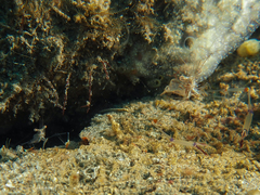 Cuapetes tenuipes
