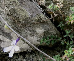 Lobelia dichroma