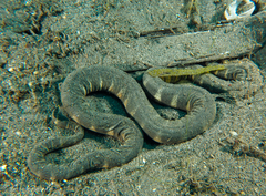 Acrochordus granulatus