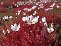 Drosera alba