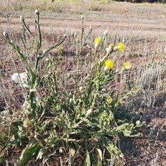 Centaurea chartolepis