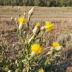 Centaurea chartolepis