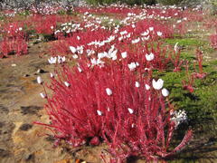 Drosera alba