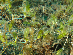 Halophila minor