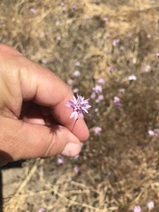 Lessingia arachnoidea