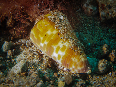 Conus tessulatus image